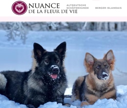 Site chien - site web créé par Jaune-cerise, Neuchâtel